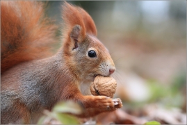 <p>VEVERKA OBECNÁ (Sciurus vulgaris) /Red squirrel - Eichhörnchen/</p>